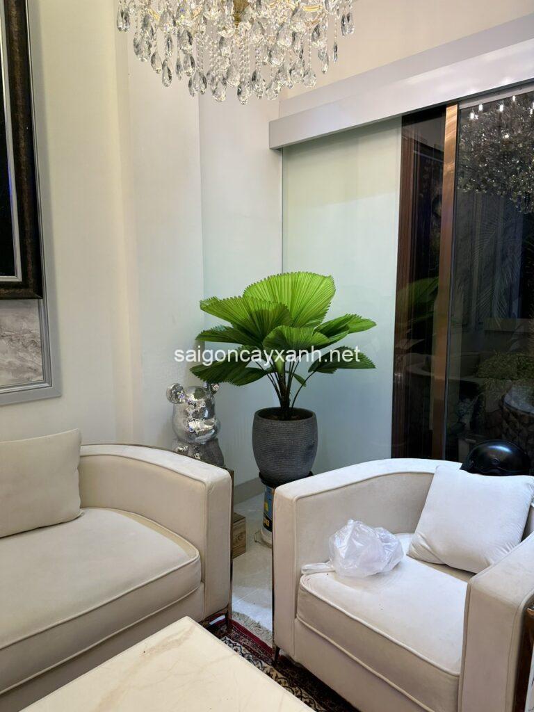 Cây Cọ Nhật