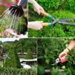 Dịch Vụ Di Dời Cây Xanh