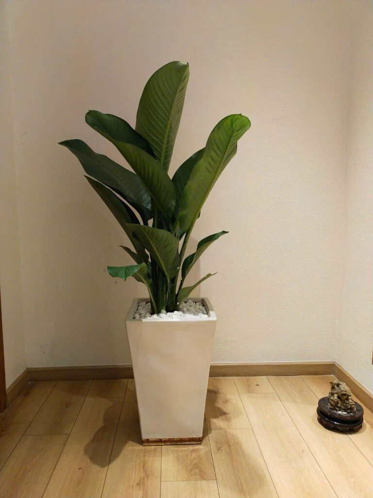Cây Đại Phú Gia