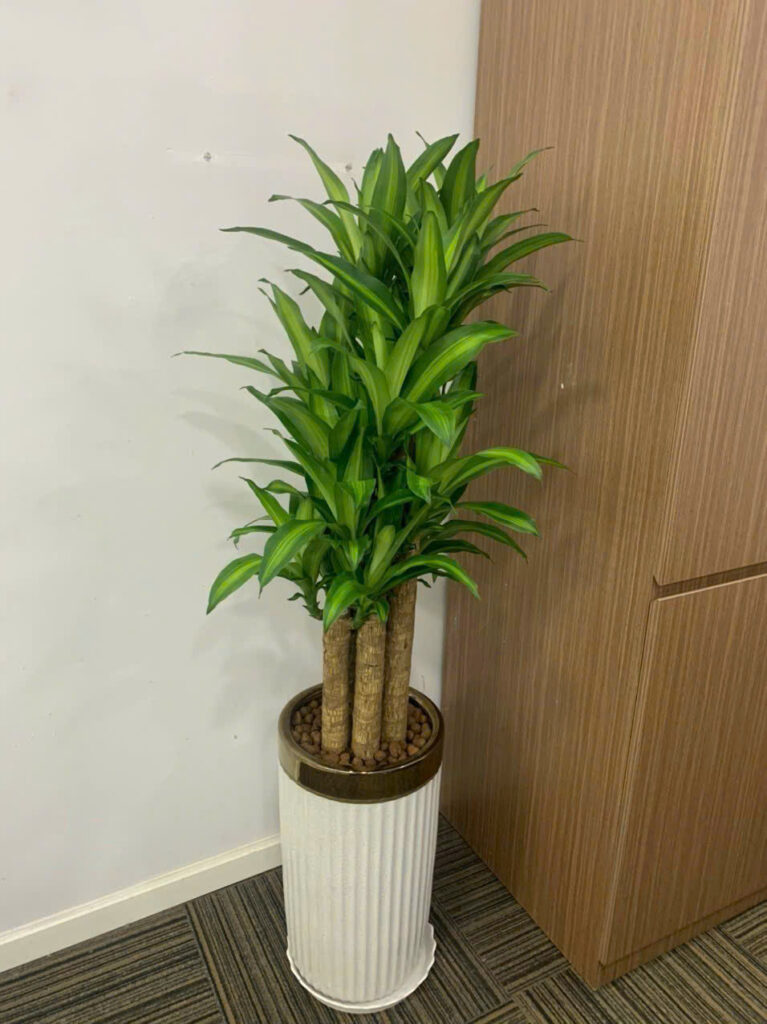 Cây Thiết Mộc Lan