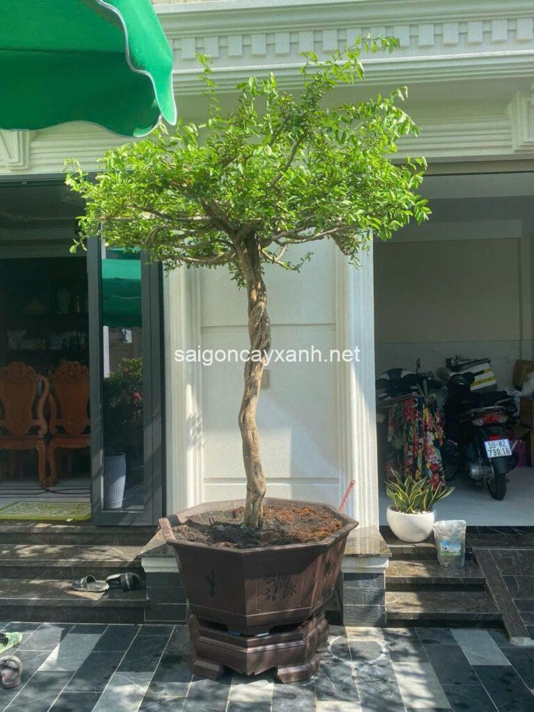 CÂY SƠ RI | Sài Gòn Cây Xanh