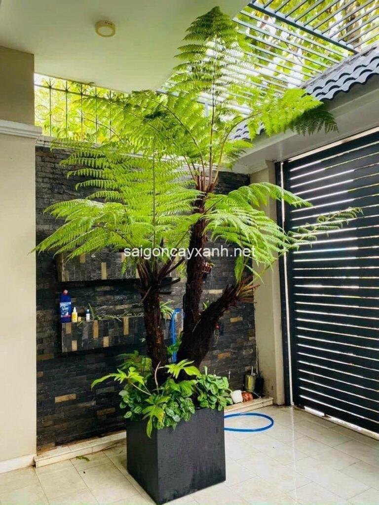 CÂY DƯƠNG SỈ THÂN GỖ