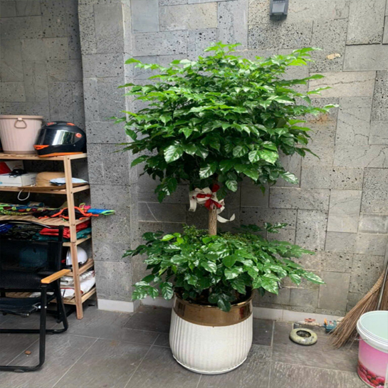 CÂY HẠNH PHÚC