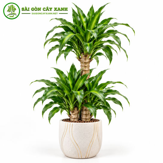 Cây Phát Tài Núi 2 Tầng