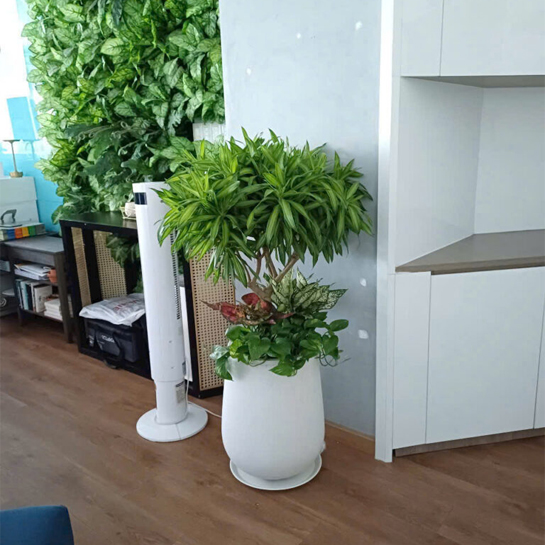 CÂY TRÚC BÁCH HỢP