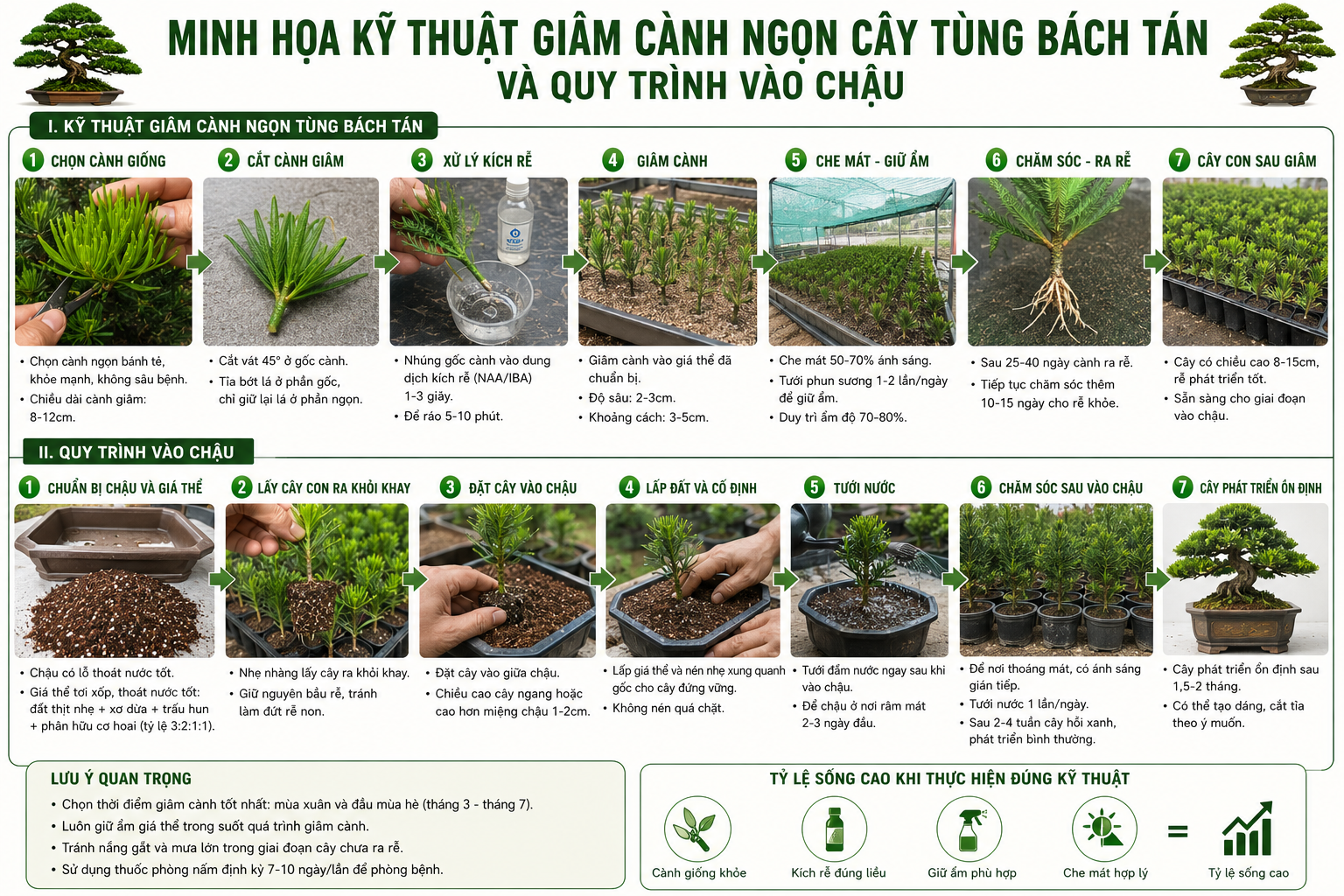 cây tùng bách tán