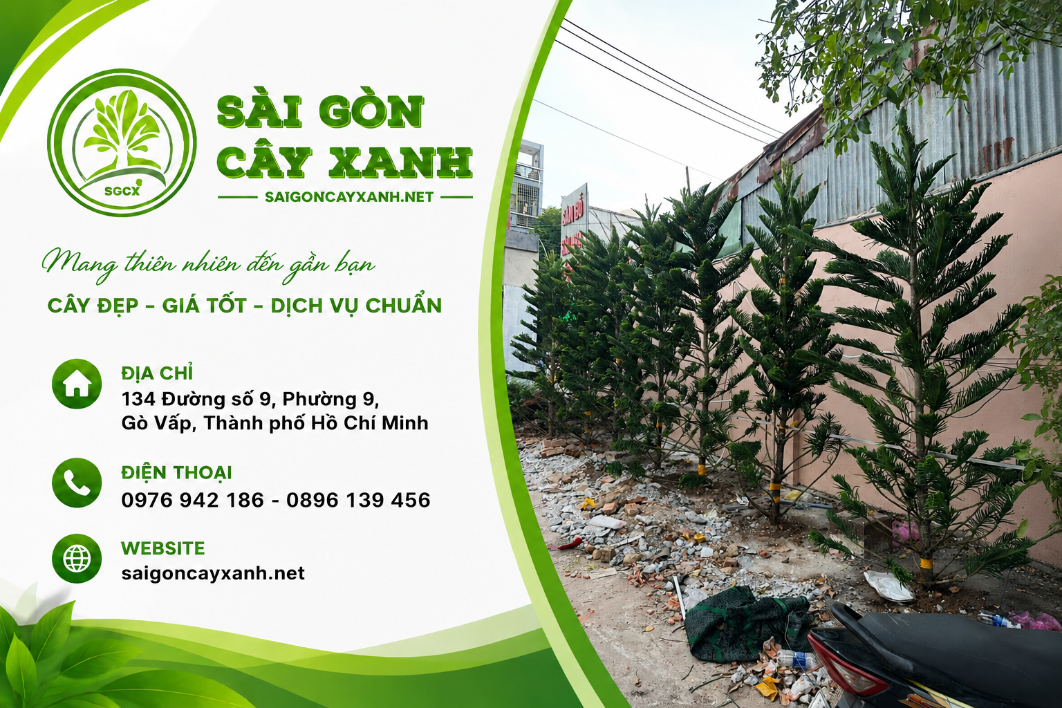 cây tùng bách tán