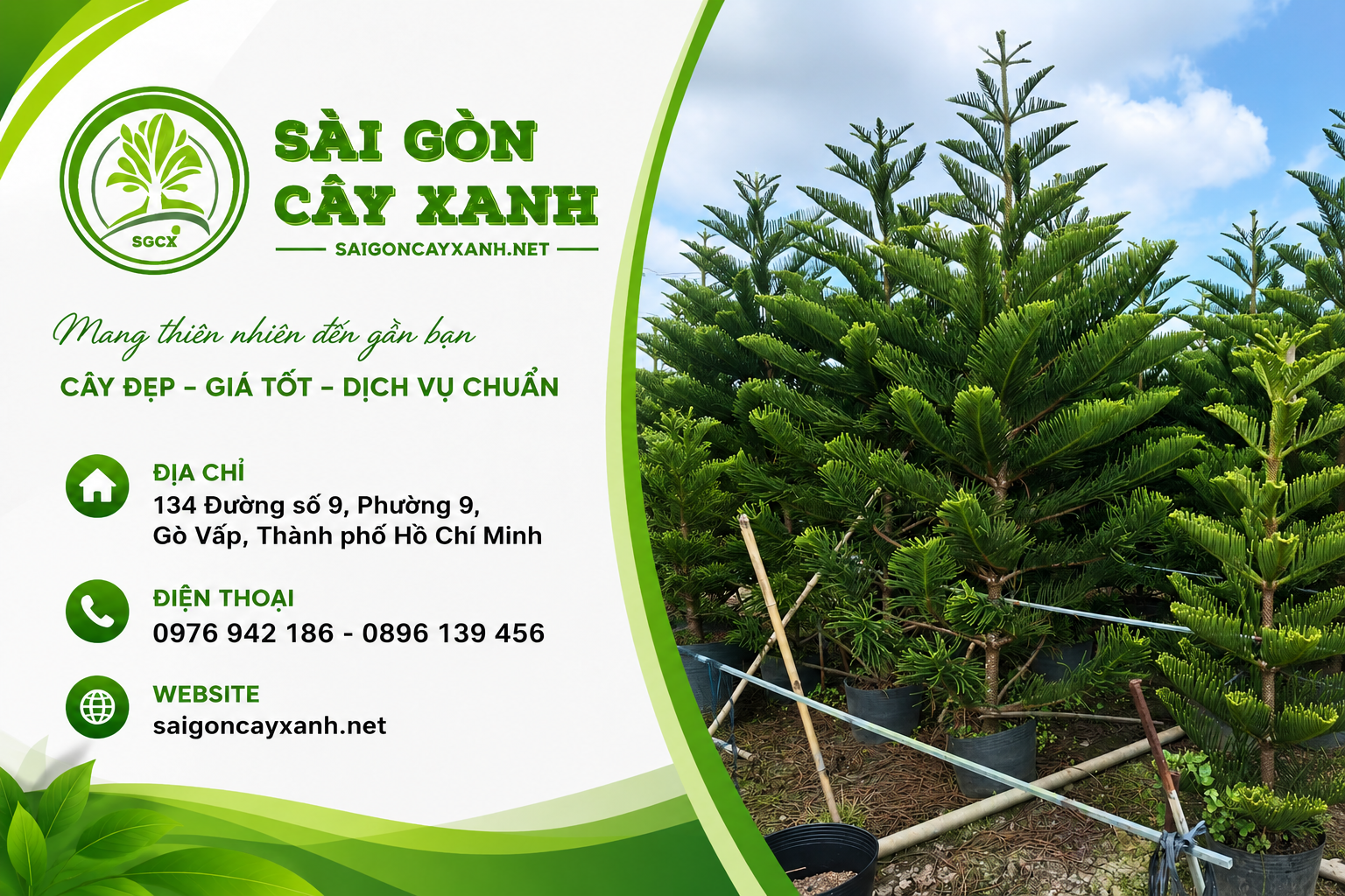 cây tùng bách tán