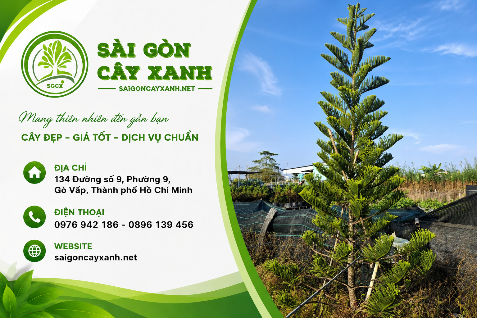 cây tùng bách tán