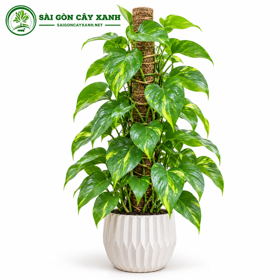 Cây Trầu Bà Cột