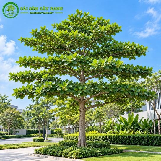 Cây Bàng Đài Loan