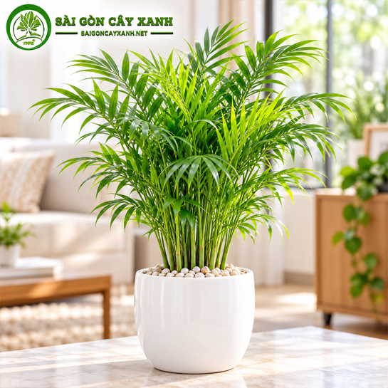 Cây Cau Tiểu Trâm