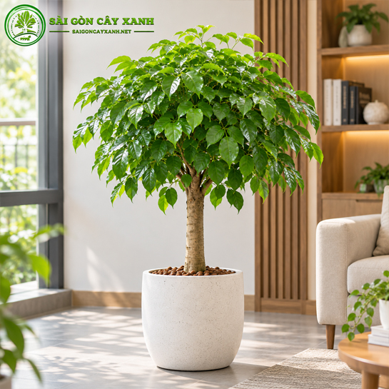 Cây Hạnh Phúc 1 Tầng