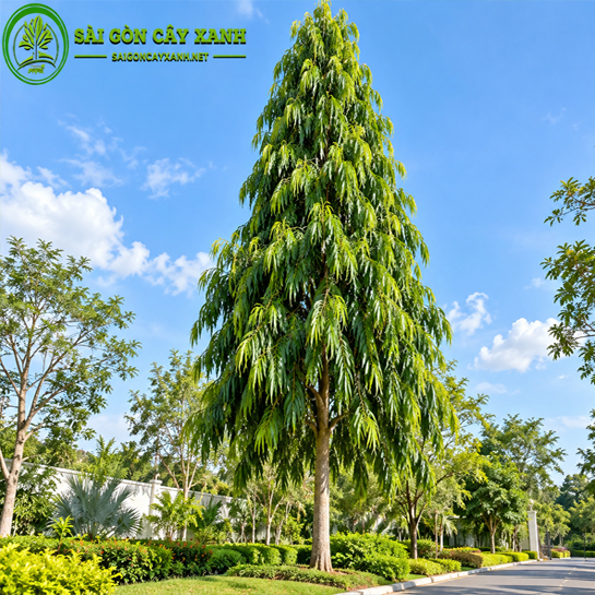 Cây Hoàng Nam