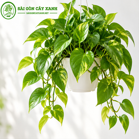 Cây Trầu Bà Chậu Treo