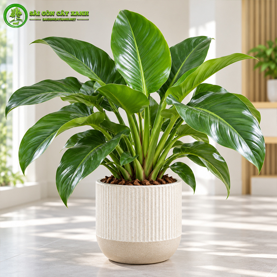 Cây Trầu Bà Đế Vương Xanh