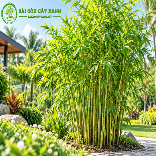 Cây Trúc Cần Câu
