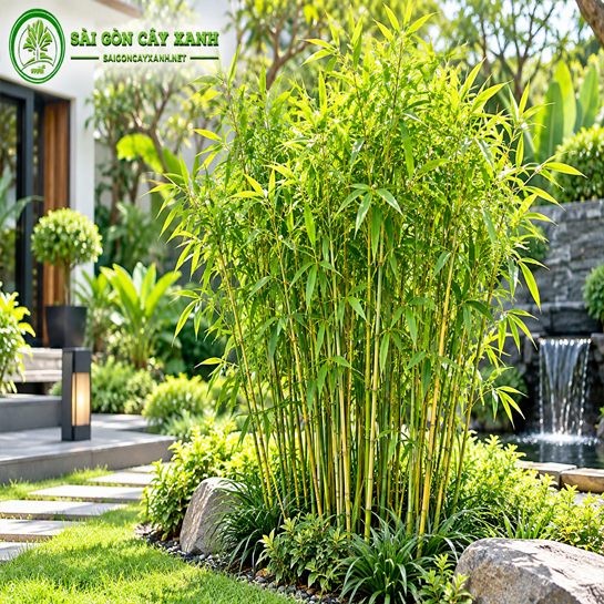 Cây Trúc Quân Tử